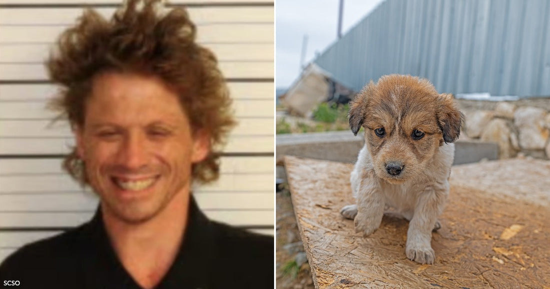 On the left, a smiling man with curly hair stands against a striped background; on the right, a small brown puppy sits on a wooden plank outdoors.