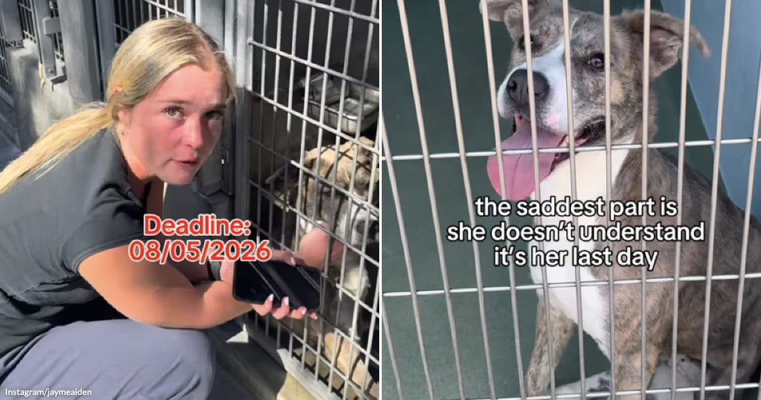 On the left, a tearful blonde woman crouches beside a shelter kennel, holding a phone, with text reading "Deadline: 08/05/2026"; on the right, a brindle dog sits in a kennel.
