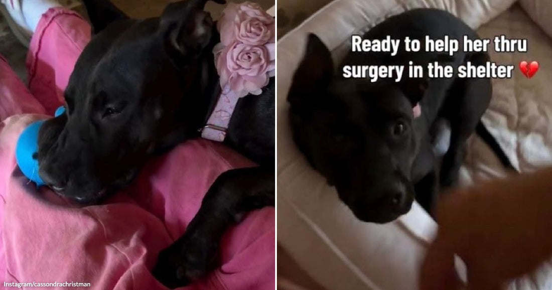 On the left, a black dog rests its head on pink blankets, mouthing a blue toy; on the right, the same dog sits in a dog bed with text reading.