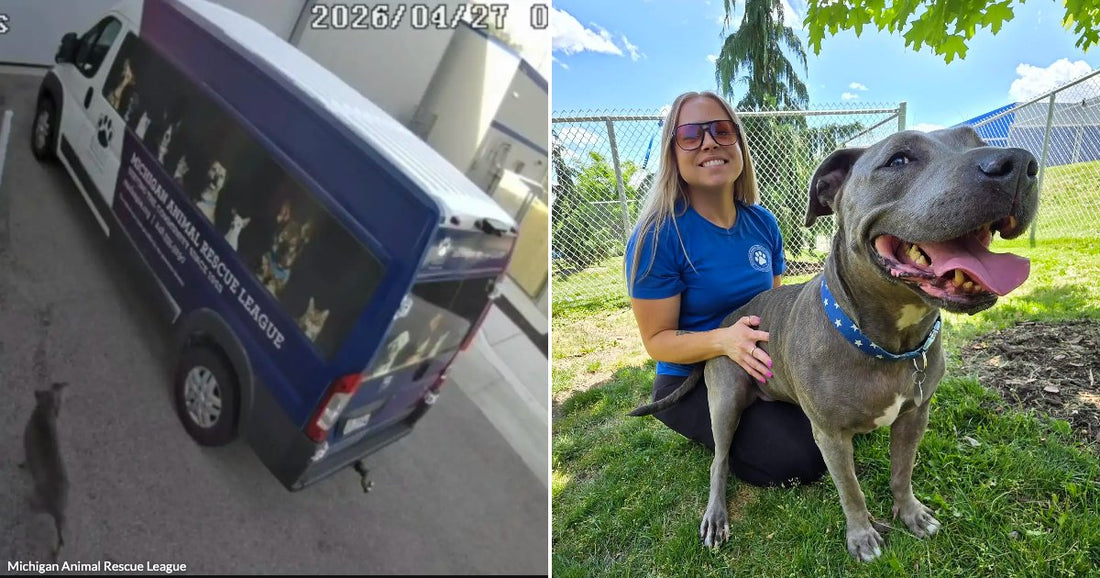 On the left, a Michigan Animal Rescue League van parked near a garage with a cat walking nearby; on the right, a shelter worker poses with a happy gray pit.