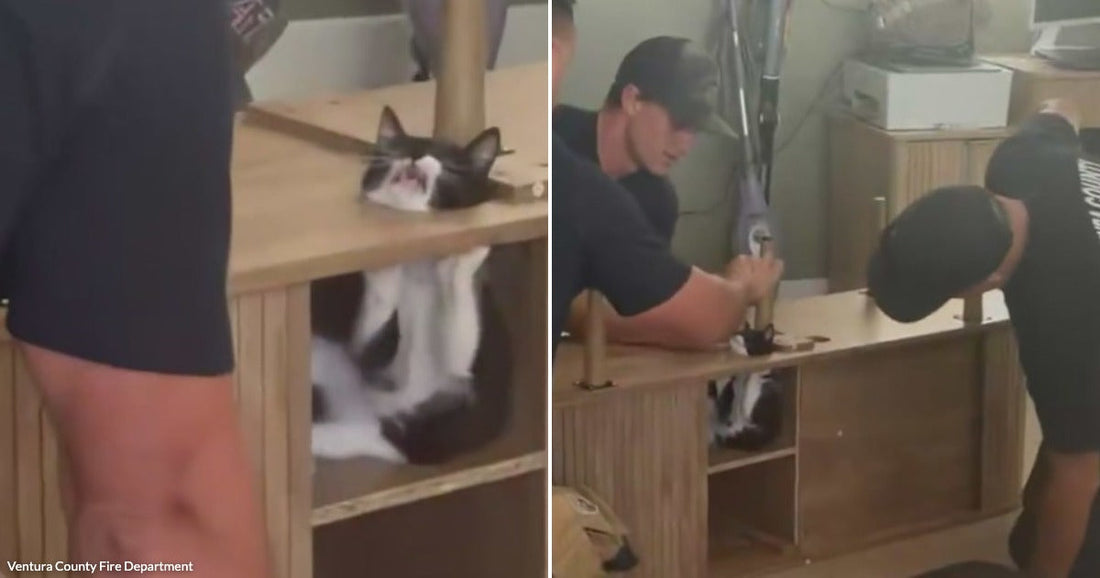 On the left, a black-and-white cat clings to a wooden shelf unit indoors; on the right, Ventura County firefighters work to free the cat from the furniture.