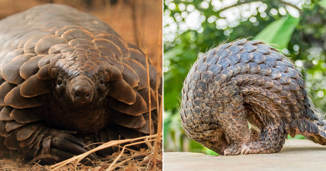 On the left, a pangolin faces the camera while crouching on dry ground; on the right, a pangolin curls into a defensive ball on a flat surface amid lush greenery.