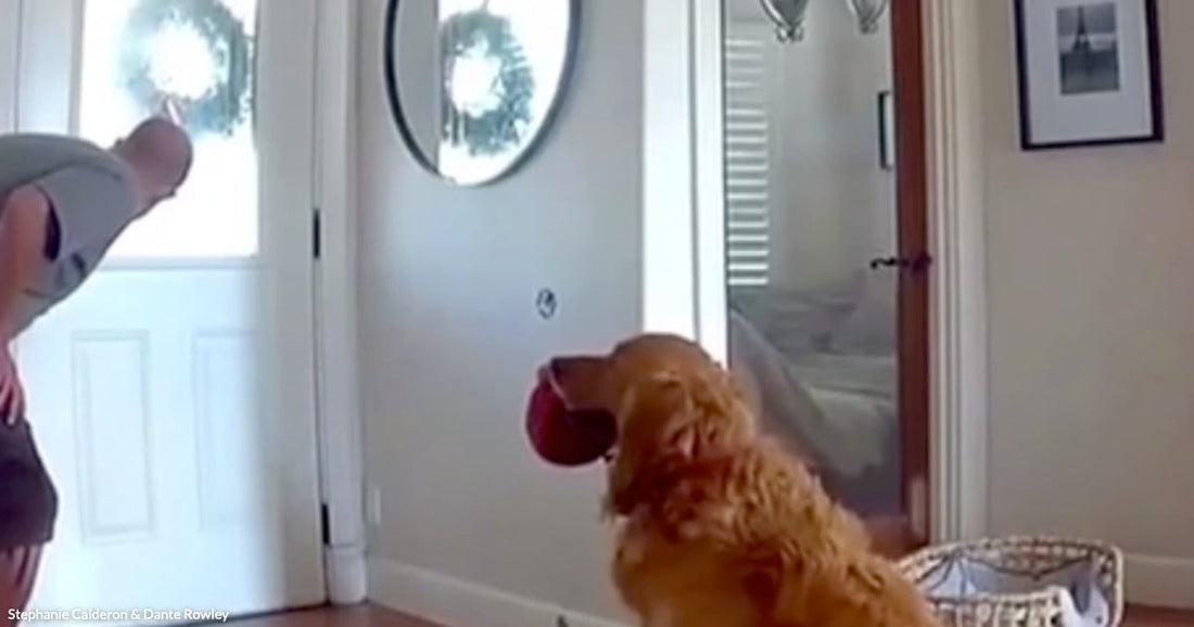 A golden retriever holds a red ball in its mouth while a man peers out the front door of a home.