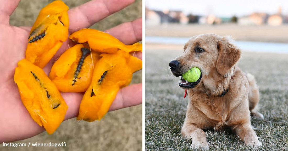 Sabotaged Snacks Threaten the Safety of Dogs In Their Own Backyards