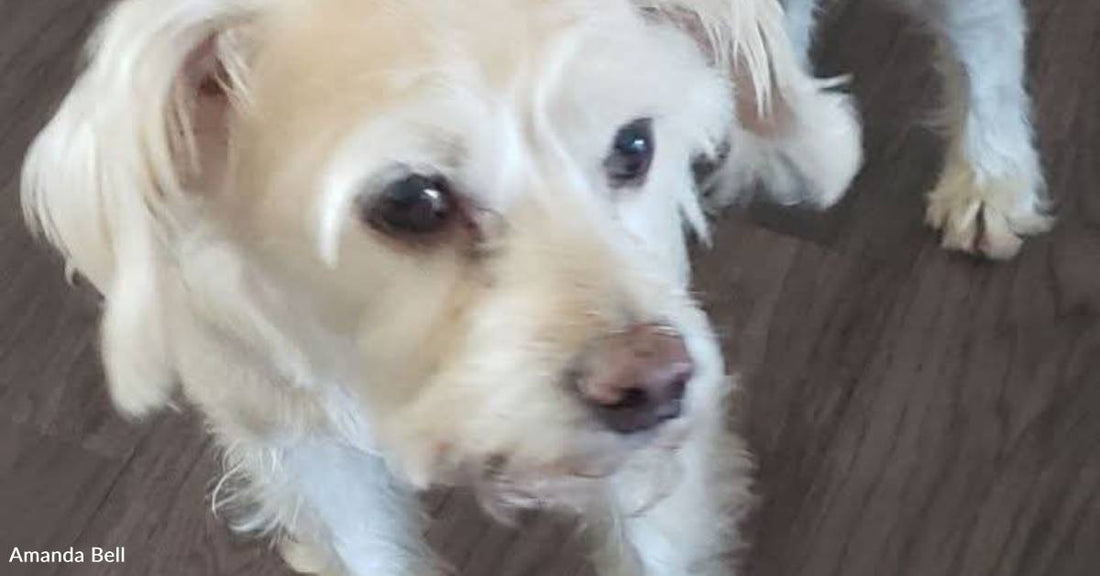 Beloved Pet Dog Gets Killed After Escaping on July 4th