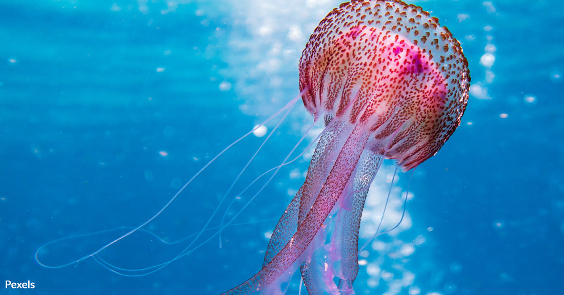 Deep-Sea Mining Threatens Newly Discovered Species in Biodiversity Hotspot