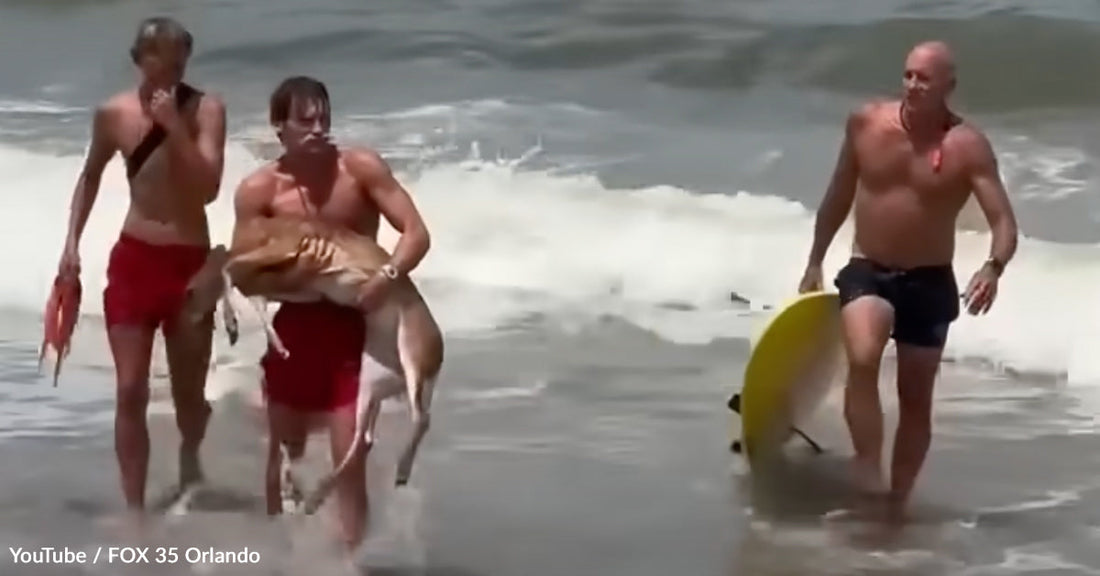 Dramatic Ocean Rescue As Lifeguards Haul Exhausted Whitetail Deer From Atlantic Ocean