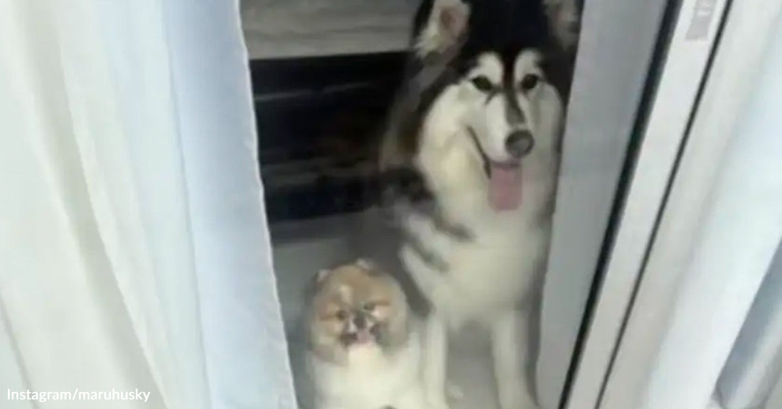 Small fluffy dog and larger husky stand behind a glass door, both looking outside from inside a home.
