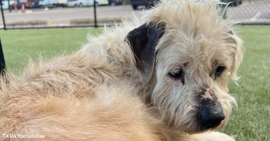 Shaggy tan shelter dog lying outdoors on the grass with a sad, tired expression.