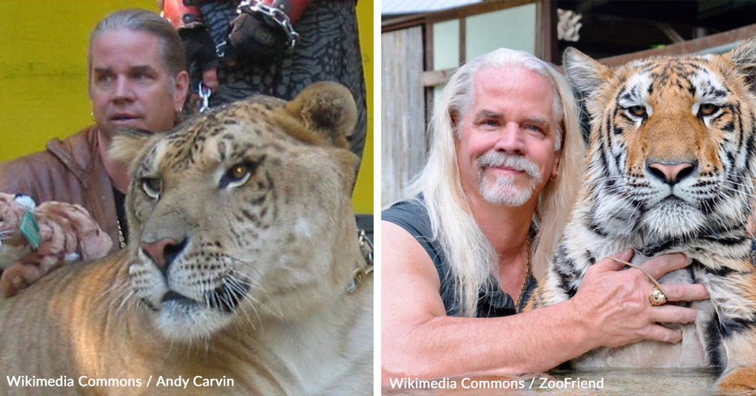 Doc Antle Falls From Safari King to Federal Prisoner