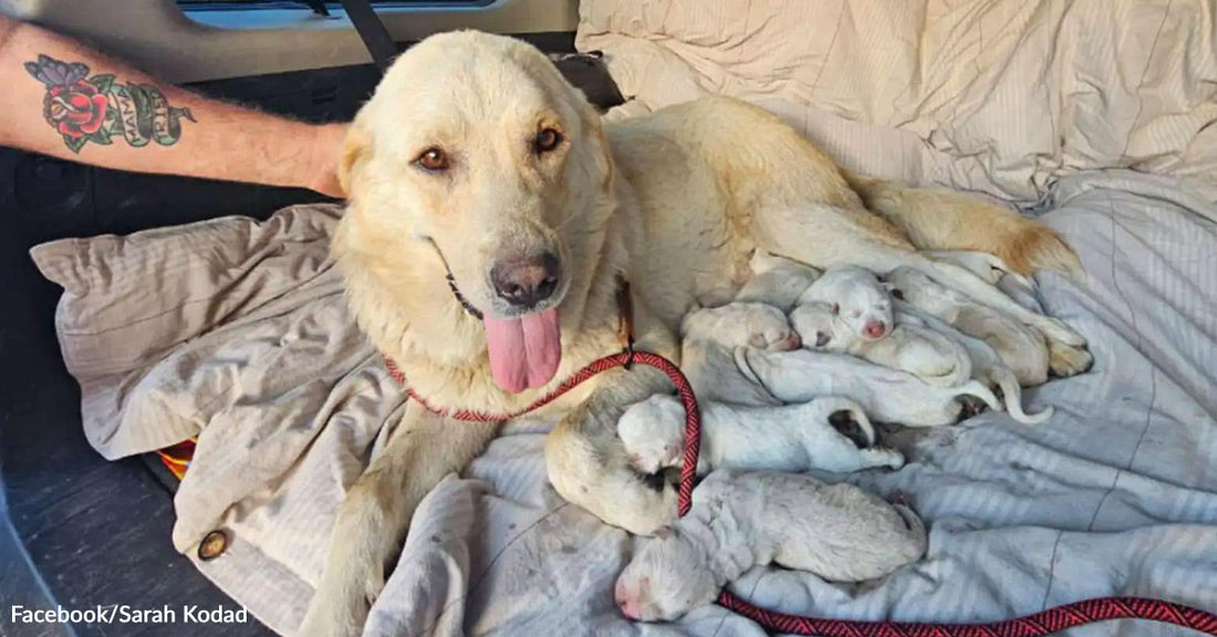 A light-colored mother dog lies on bedding in the back of a vehicle while several newborn puppies sleep beside her.