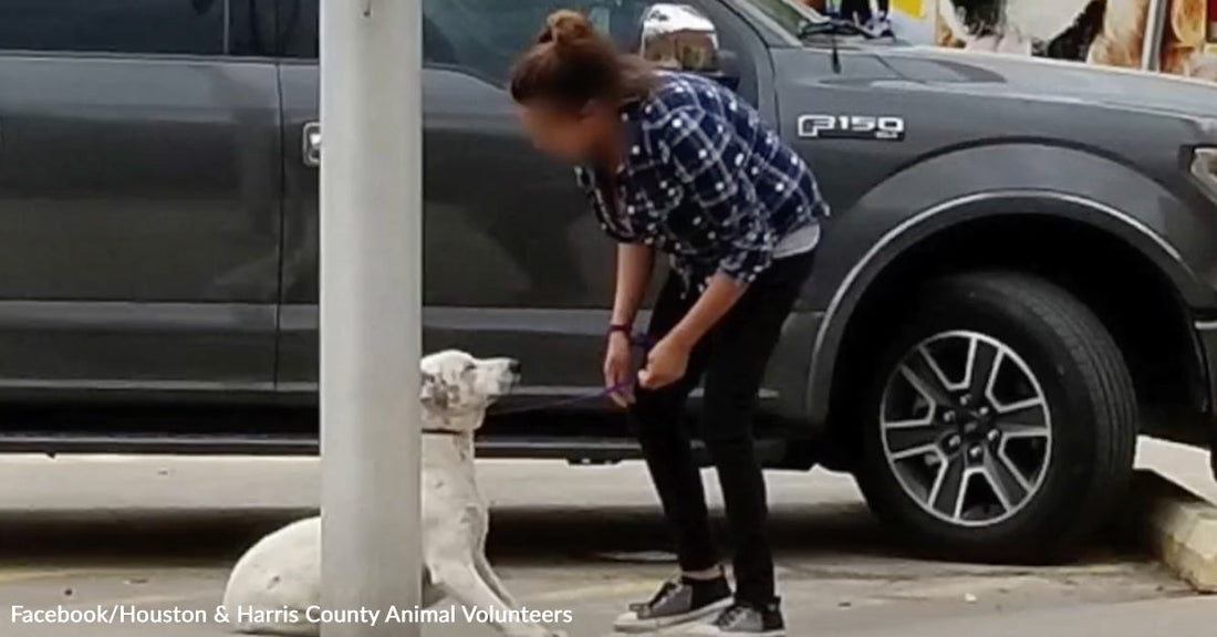 Woman bending down to greet a small white dog sitting beside a pickup truck in a parking lot.