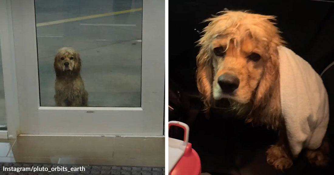 Wet cocker spaniel stands outside a glass door in the rain, then appears indoors wrapped in a white towel.