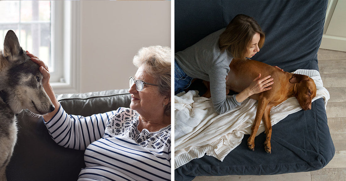 Split image showing a brown dog resting by a window and a woman gently petting a sleeping dog on a couch.
