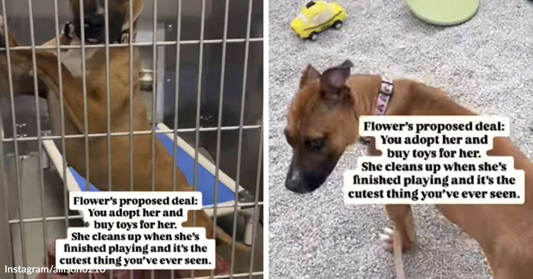 A brown shelter puppy stands behind kennel bars, then walks on a leash with text saying she will clean up her toys if someone adopts her.