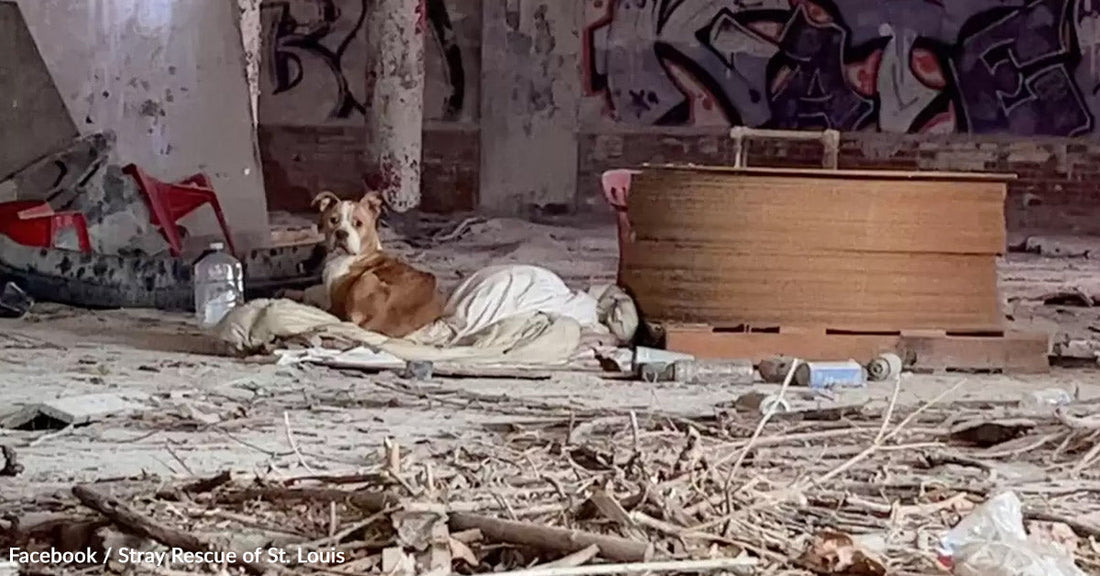 A dog rests on a blanket in a messy, abandoned space.