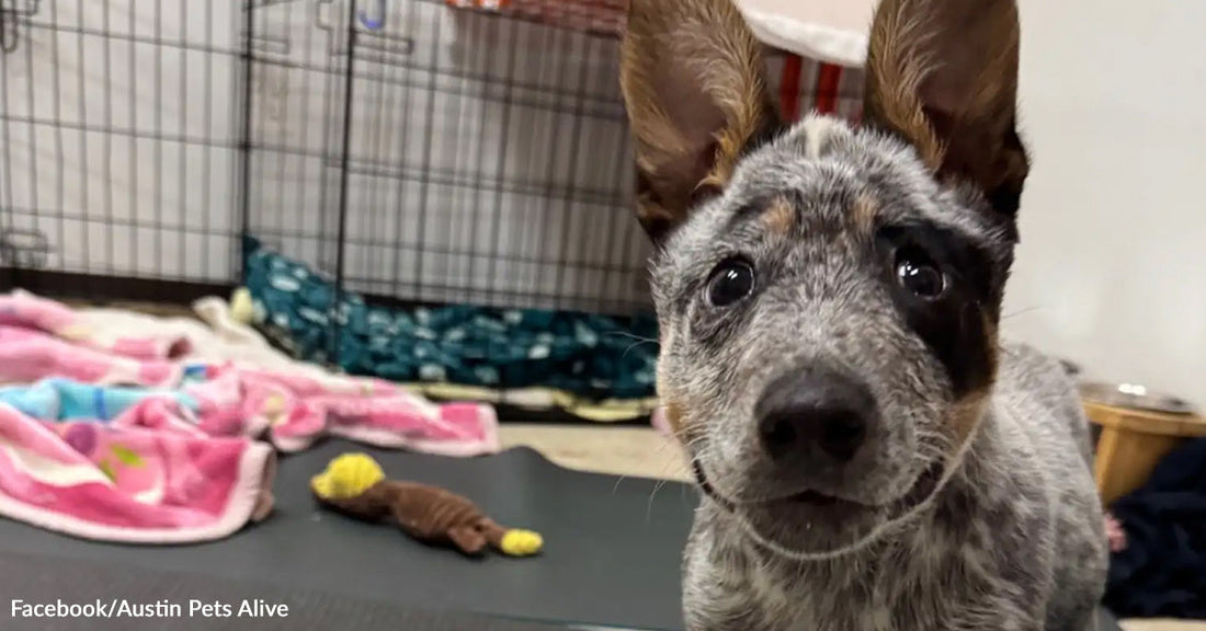 Curious speckled puppy standing on a table inside a rescue facility with blankets and toys in the background.