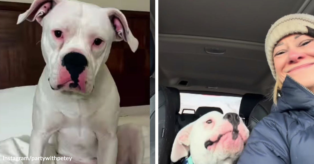 Split image of a white dog with pink around the eyes sitting on a bed, then riding in a car and looking up at a bundled-up woman.