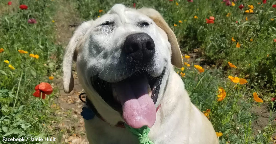 Smiling Labrador in a flower field, tongue out, enjoying a sunny day.