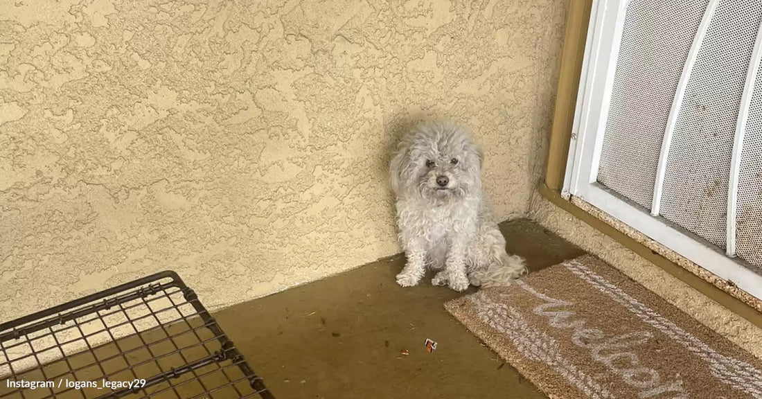 Abandoned Dog Goes Door To Door Begging Strangers For Shelter