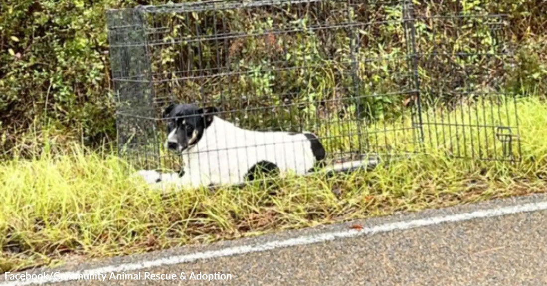Brown-and-white dog standing inside a kennel behind metal bars with a blanket in the background.