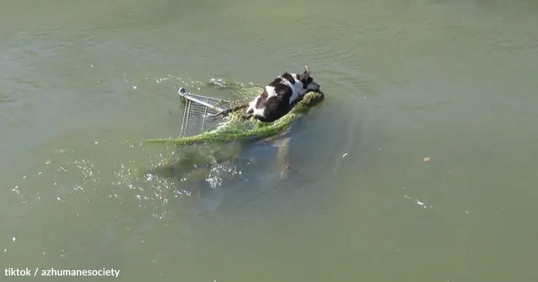A black and white dog rests on a submerged shopping cart in a river.