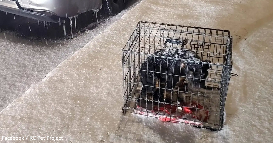 Dog inside a metal crate, surrounded by snow and ice in a parking area.