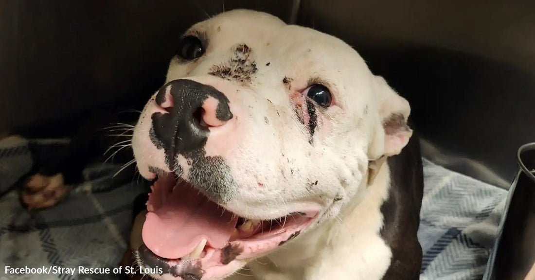 Close-up of a white dog with black markings resting inside a crate, dirt visible on its face as it pants with its mouth open.