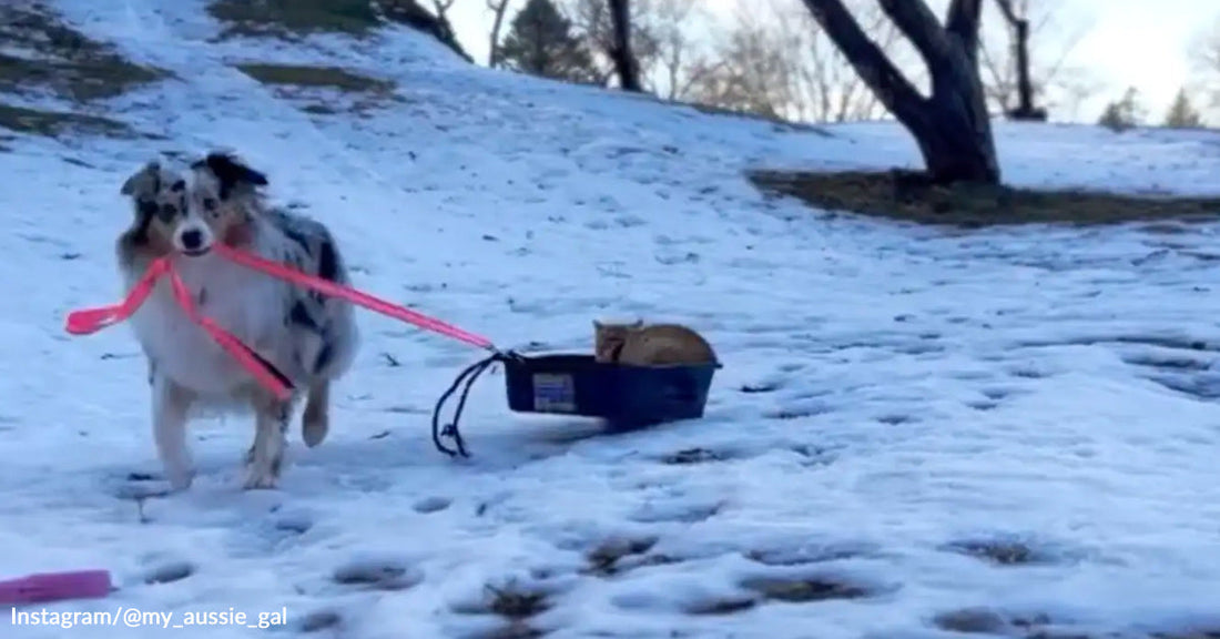 A dog walks through snow while pulling a plastic sled behind it, with a cat sitting inside the sled.