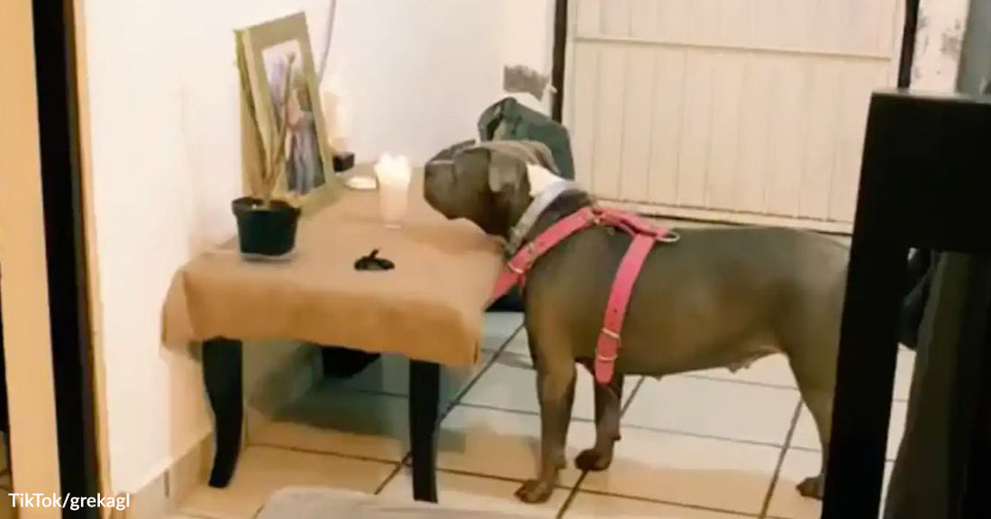 Gray dog wearing a pink harness standing in front of a small table with a framed photo and candle, appearing to look at a memorial setup.