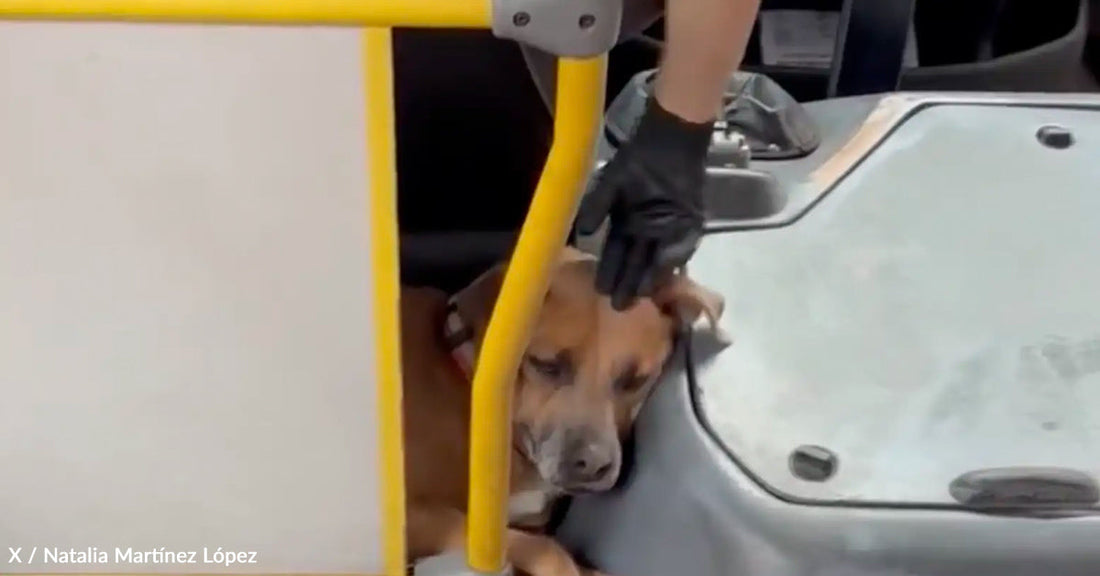 A person gently pets a relaxed dog sitting in public transport.