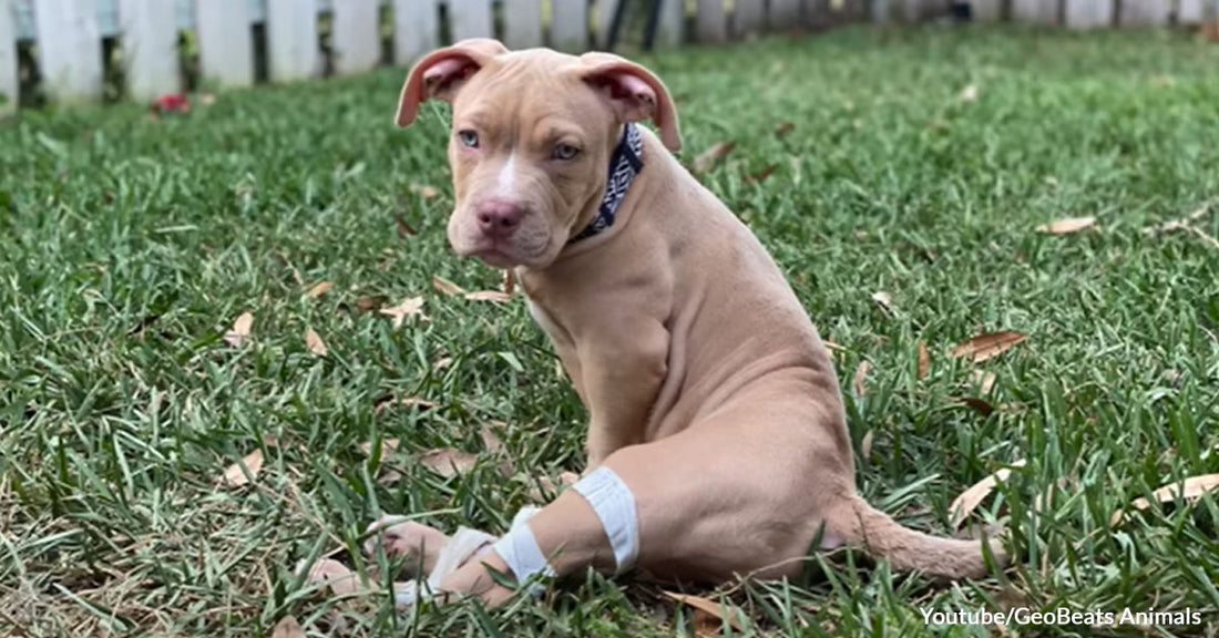 A Dog Was Dumped in a Public Restroom, But It Turned Out to Be a Blessing