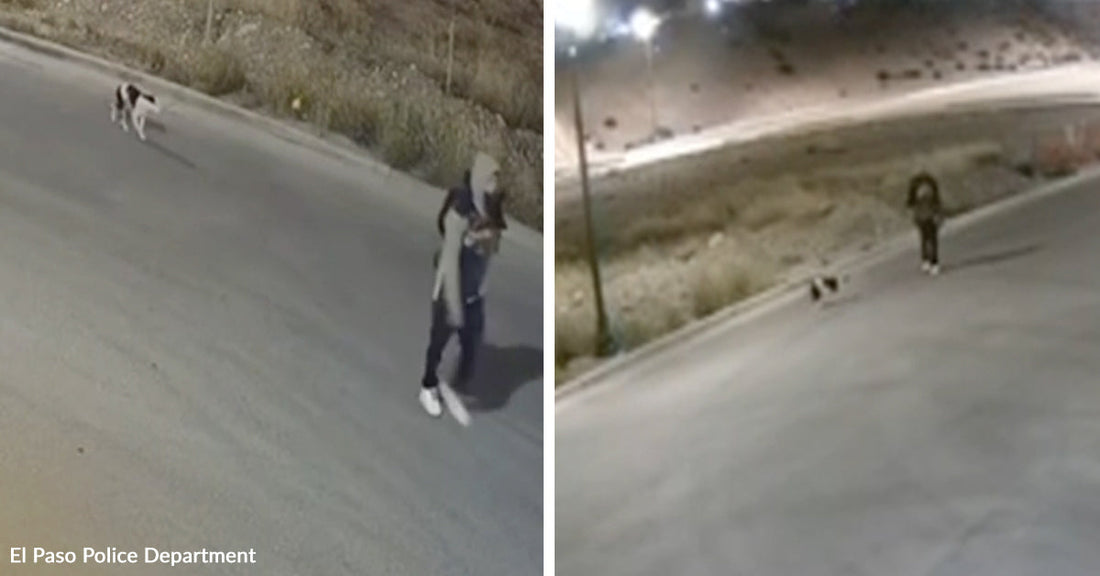 Security camera stills show a person standing in a road at night while a dog moves nearby.