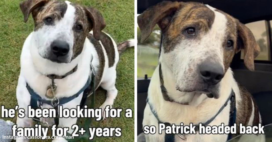 Split image of a white-and-brindle dog sitting on grass, then riding in a car, both times with its head tilted curiously.