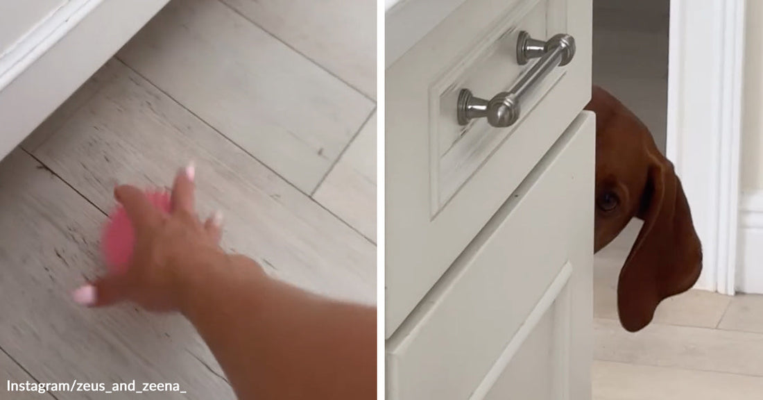 Split image showing a hand tossing a pink ball on the floor and a shy brown dog peeking around a kitchen cabinet.