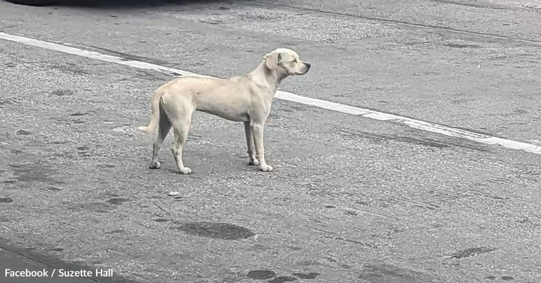 A yellow dog stands on a gray street, looking alert and attentive.