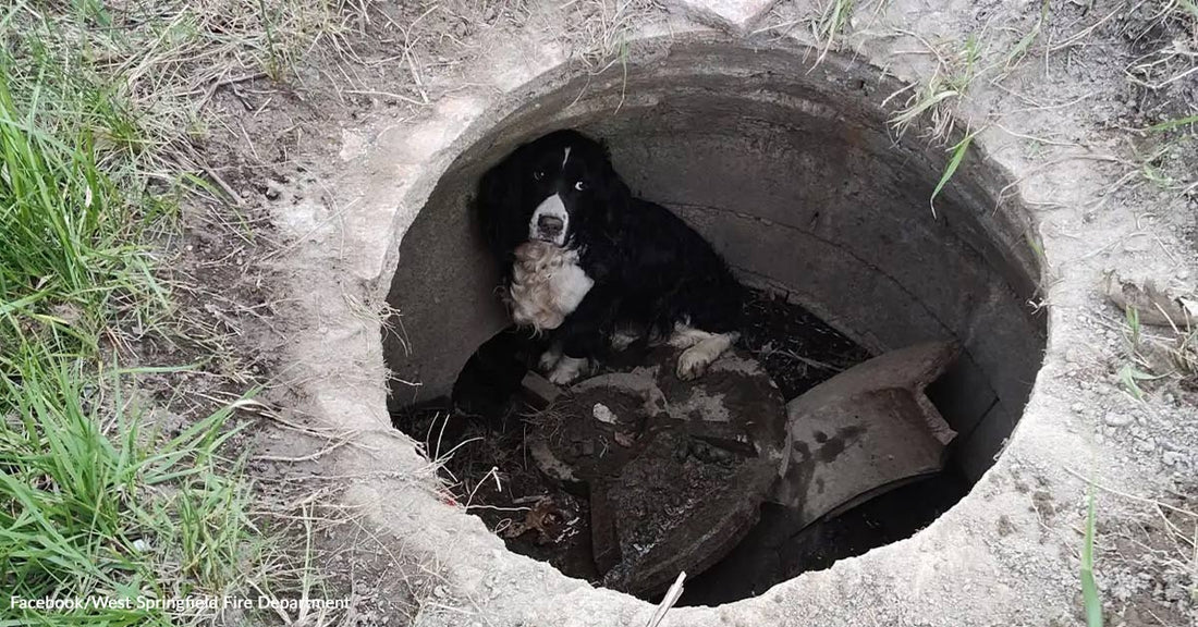 A black and white dog sits in a concrete hole, looking up.