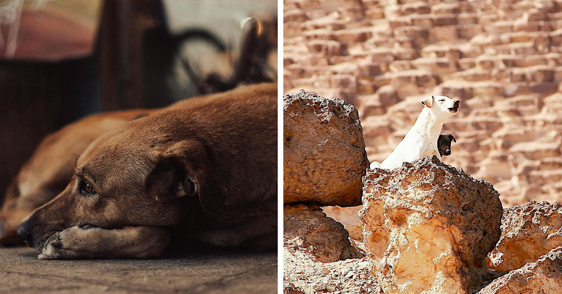 Beaten Dogs and Dead Camels Expose Egypt’s Hidden Cruelty