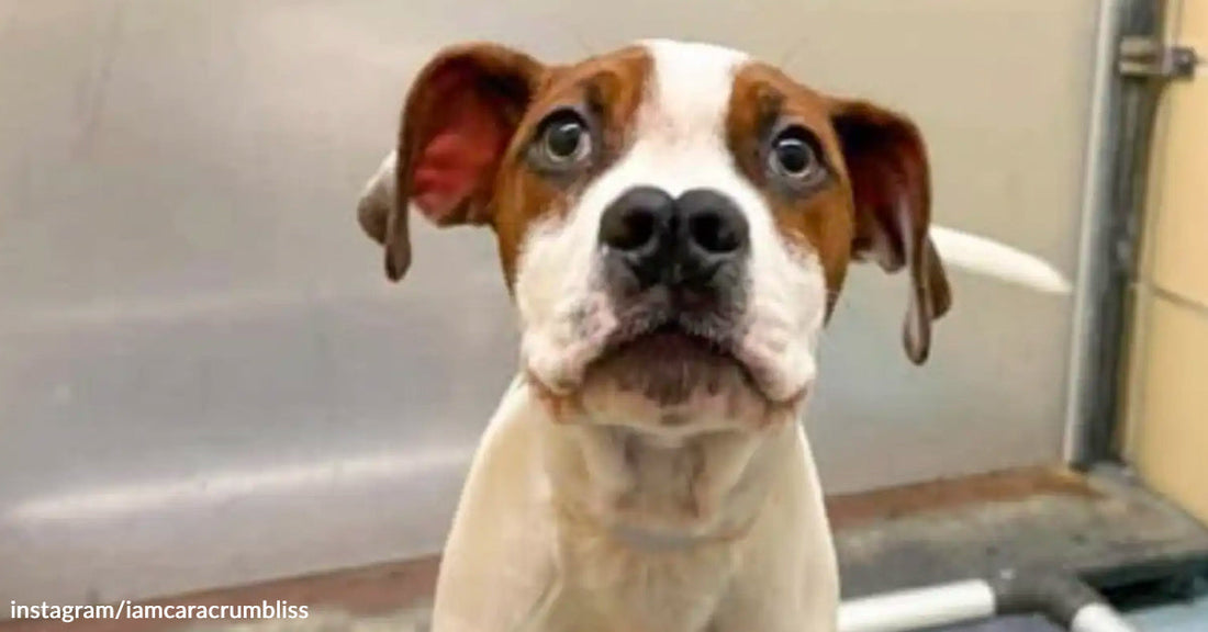Ace, a 3-month-old brown and white puppy with a unique nose.
