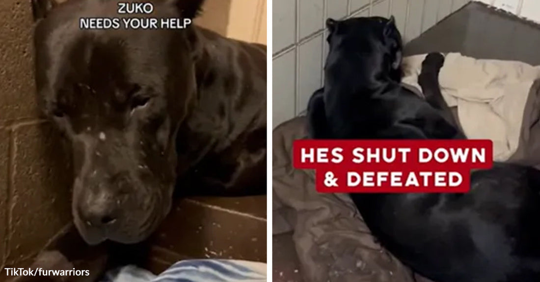 A black dog lies shut down in a kennel with text overlay, then faces away on a dog bed with text describing him as defeated in a split image.