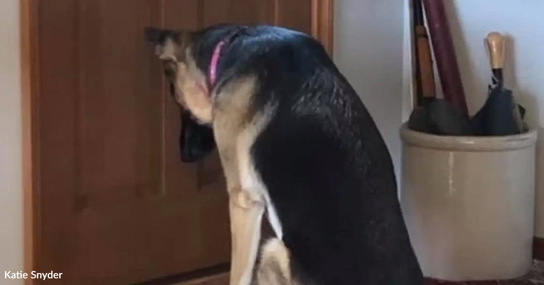 A dog sitting and looking at a closed door in a home setting.
