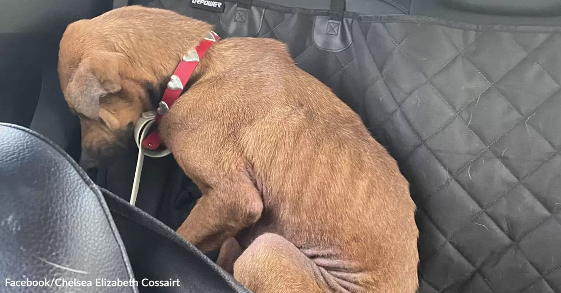 A brown dog curls into itself on the back seat of a car, head lowered and body tucked tightly against the door.