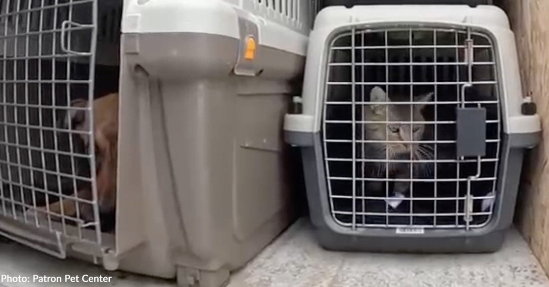 Homeless Dogs and Cats Rescued from Bombed Ukraine Villages