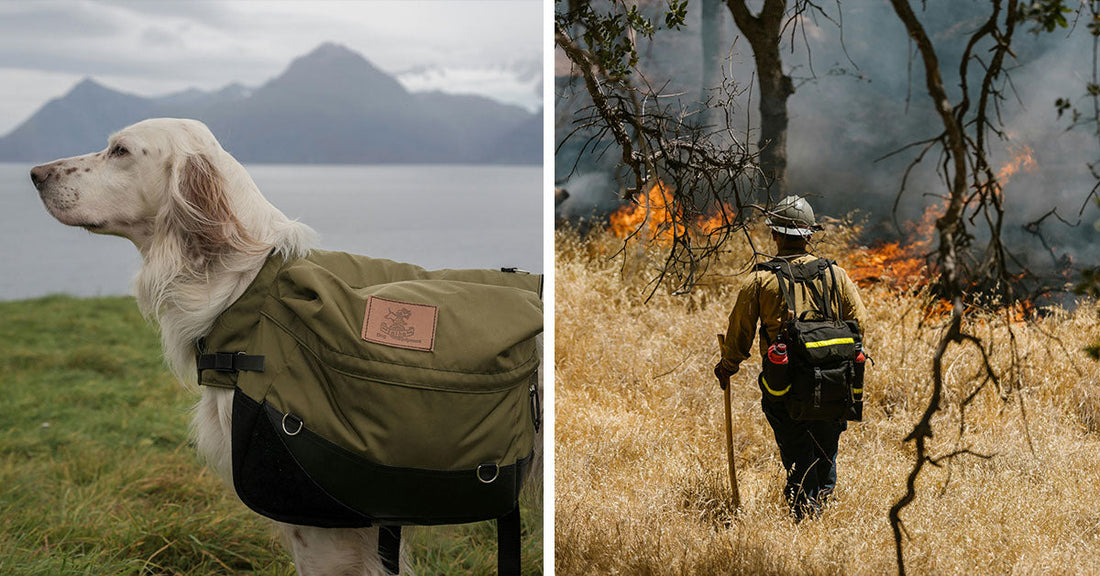 Seed-Carrying Dogs Bring Life Back to Forests After Wildfires