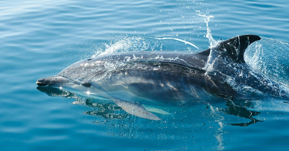 Dolphins Exhale Microplastics as Pollution Invades Their Lungs