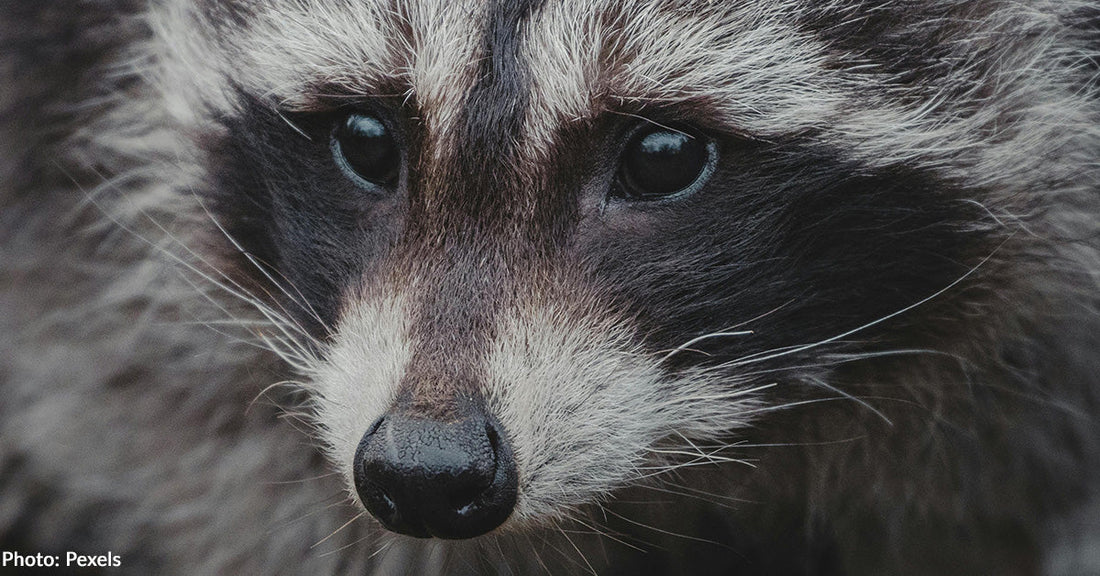 Close-up of a raccoon's face, highlighting its distinctive black markings and expressive eyes.