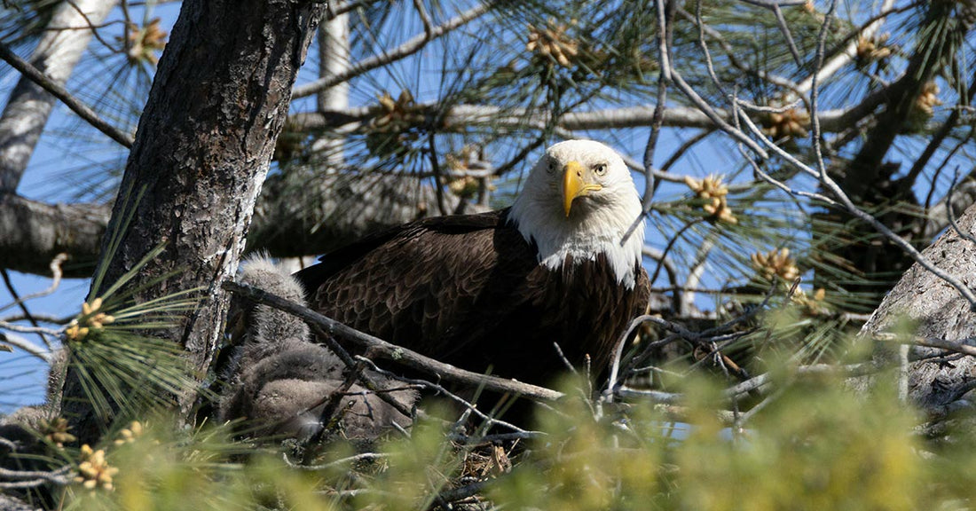 Sudden Storm Kills Beloved Bald Eaglets in 90 Foot Nest Collapse