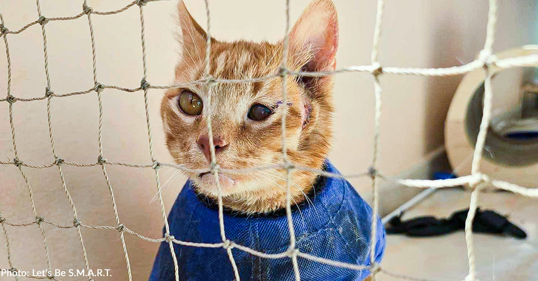 Sick Cat Rescued from Severe Hoarding Case Regains Sight