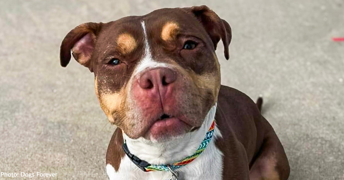 Dog Abused Her Whole Life Needed Surgery to Walk Without Pain
