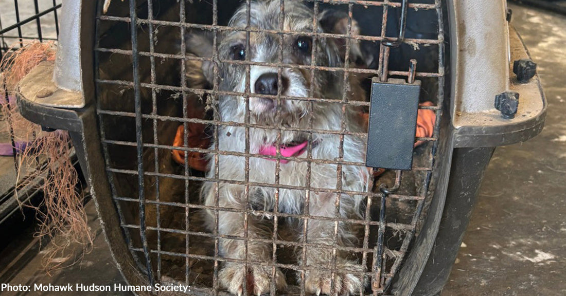A small, scruffy dog peeks through the bars of a carrier, looking hopeful.